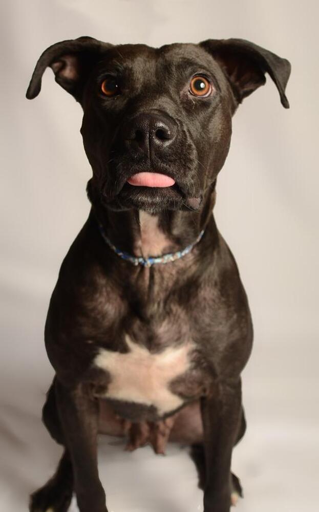 LUCY, a Adoptable mixed breed in Langley, BC image 2/6