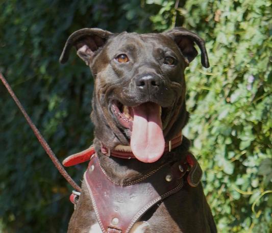 SCOUT, a Adoptable mixed breed in Langley, BC image 2/6