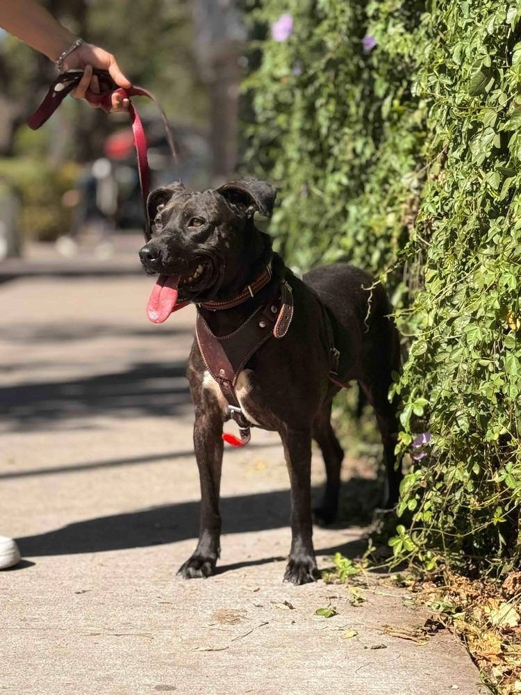 SCOUT, a Adoptable mixed breed in Langley, BC image 3/6