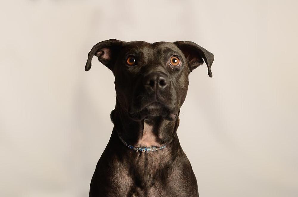 LUCY, a Adoptable mixed breed in Langley, BC image 3/6