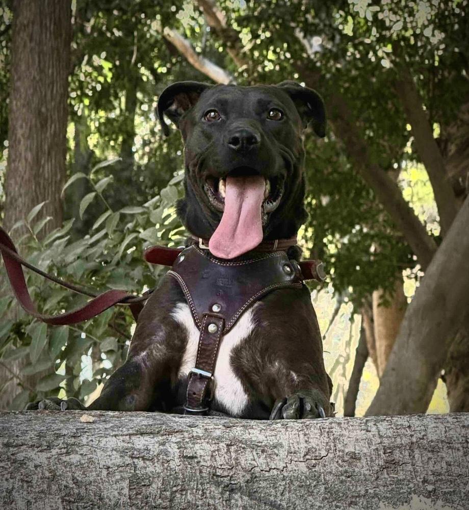 SCOUT, a Adoptable mixed breed in Langley, BC image 5/6
