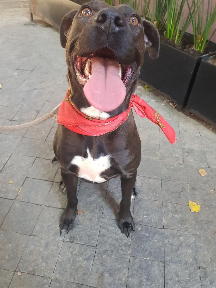 LUCY, a Adoptable mixed breed in Langley, BC image 5/6