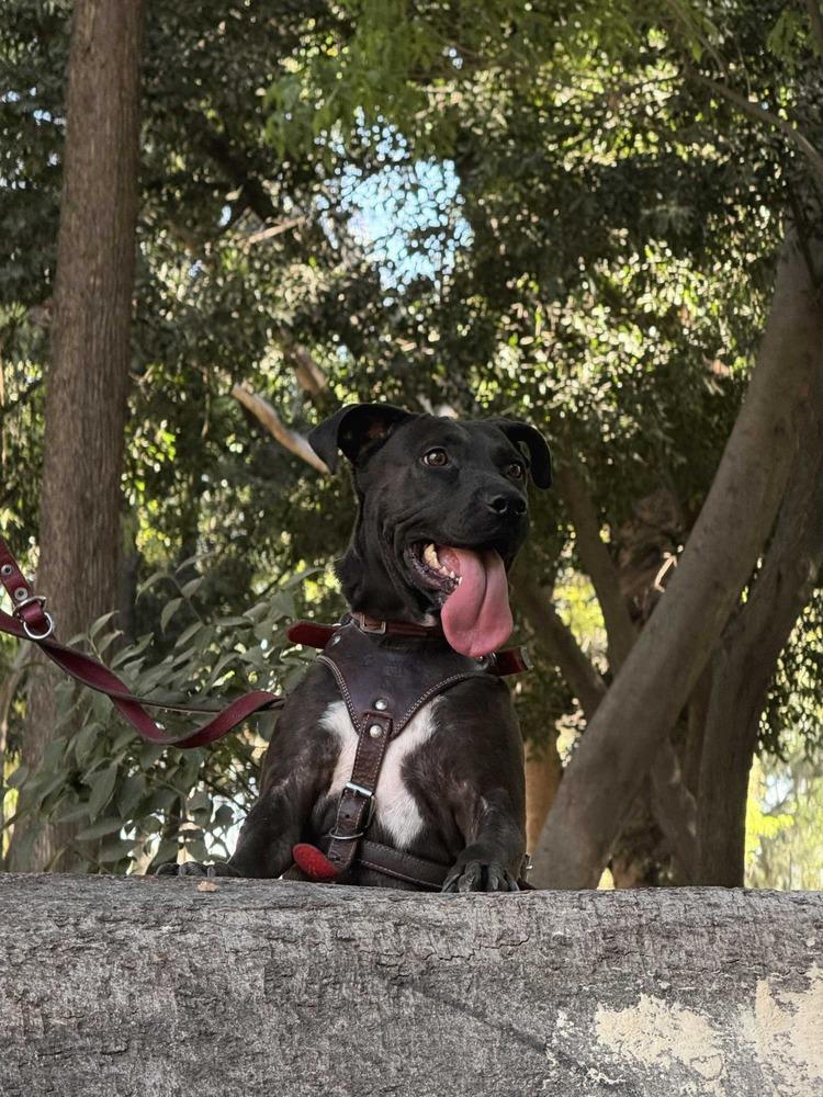SCOUT, a Adoptable mixed breed in Langley, BC image 6/6