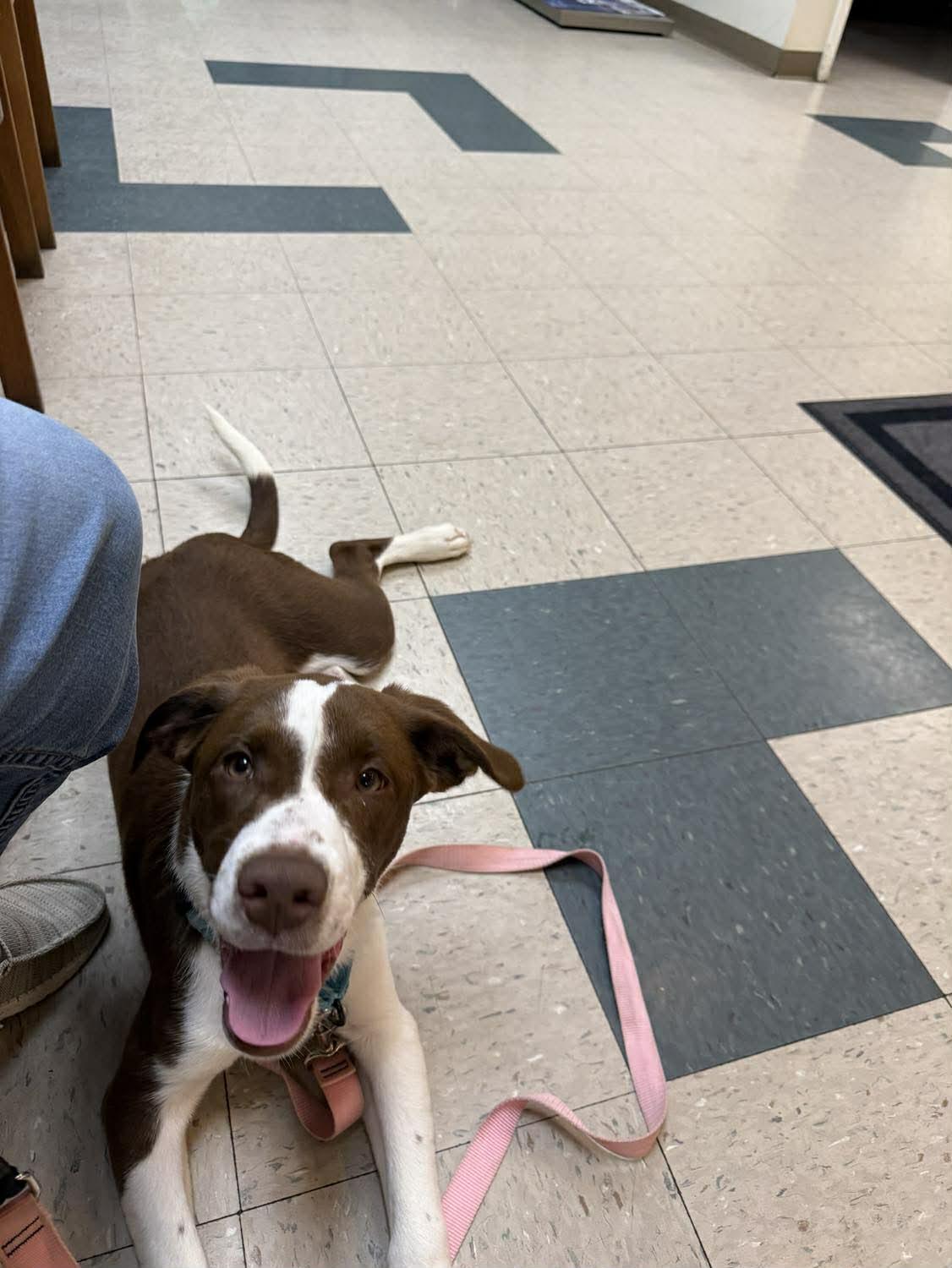 Enlarge Mingo, a ADOPTABLE mixed breed in St. Clairsville, OH image 2/4