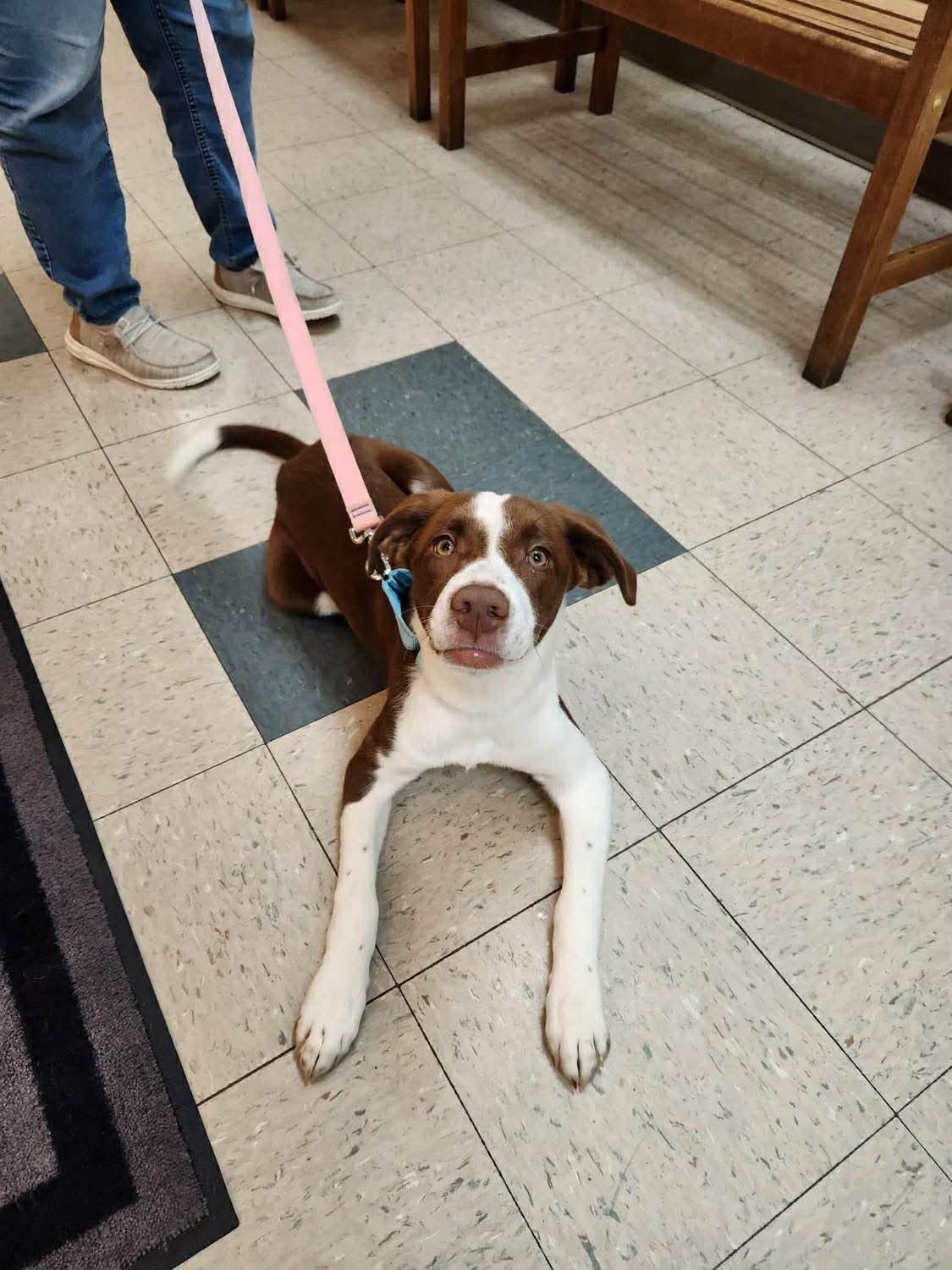 Mingo, ADOPTABLE, Puppy Male Hound.