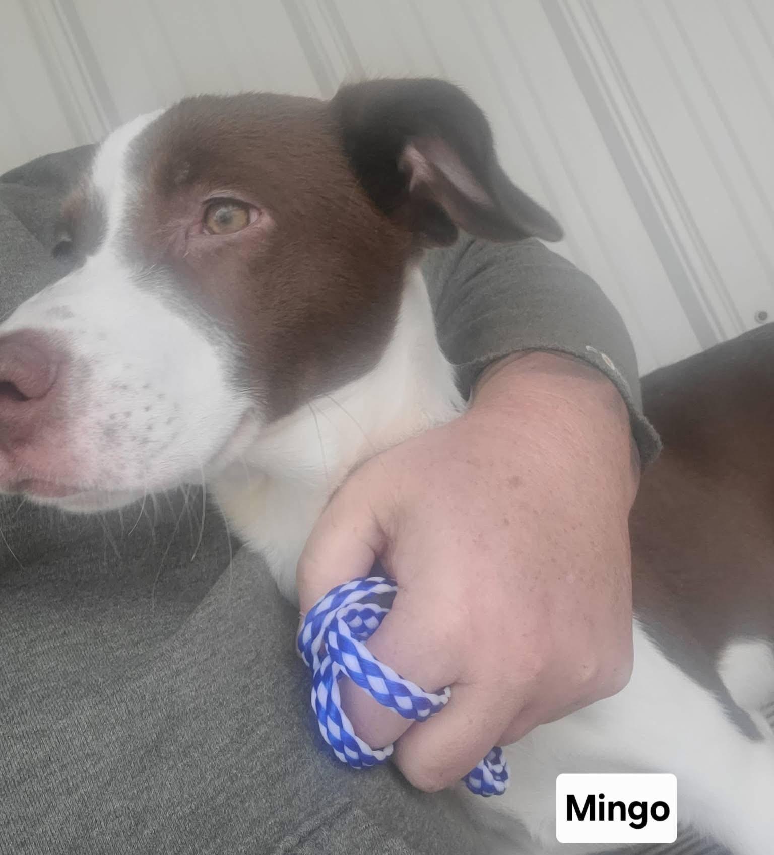 Mingo, ADOPTABLE, Puppy Male Hound.