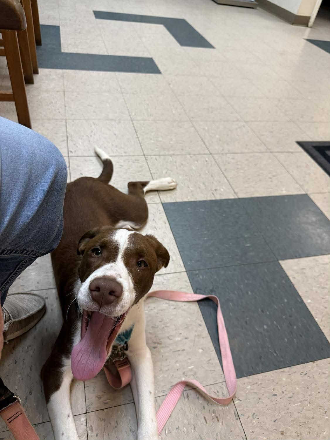 Enlarge Mingo, a ADOPTABLE mixed breed in St. Clairsville, OH image 3/4