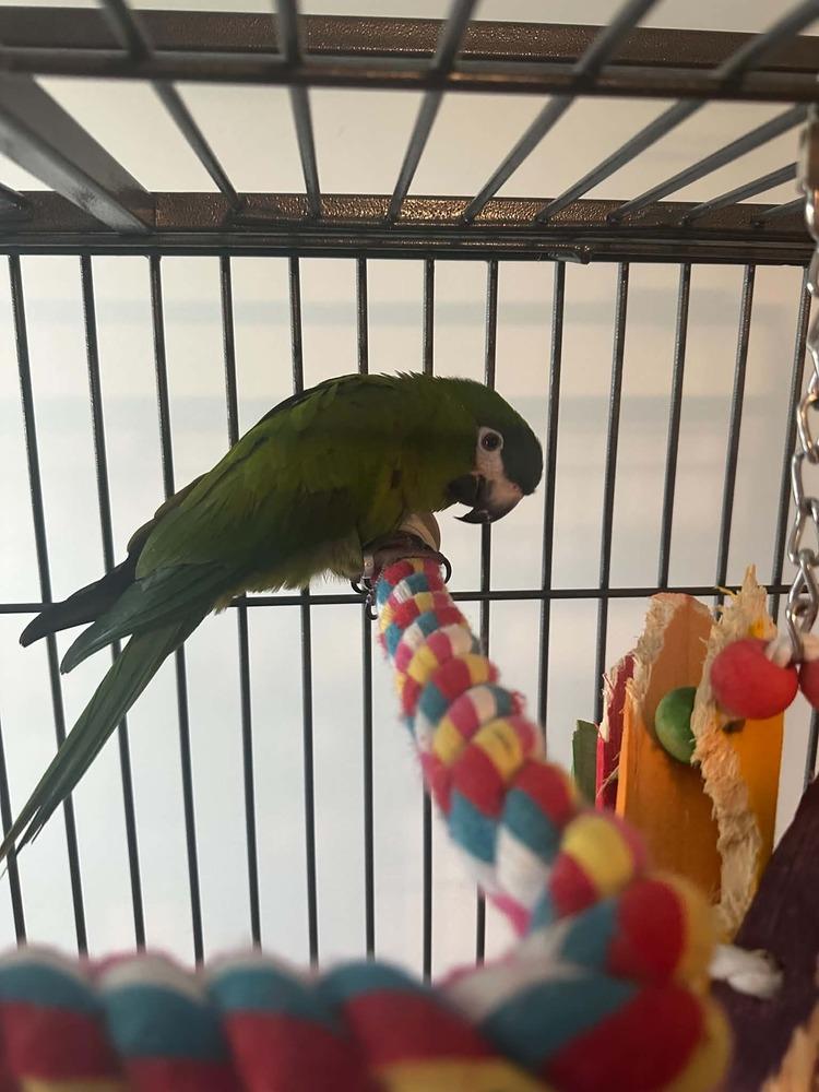 Enlarge Baby, a Adoptable Macaw in Pittsburgh, PA image 1/2