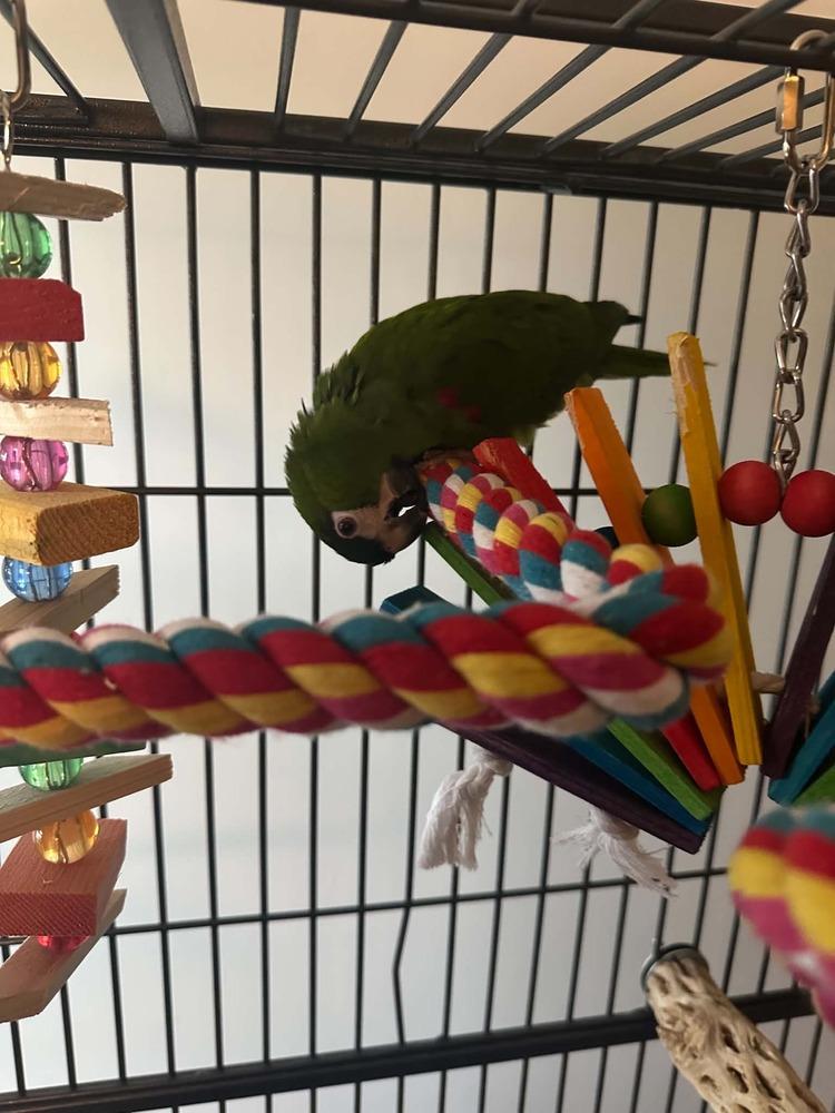 Enlarge Baby, a Adoptable Macaw in Pittsburgh, PA image 2/2