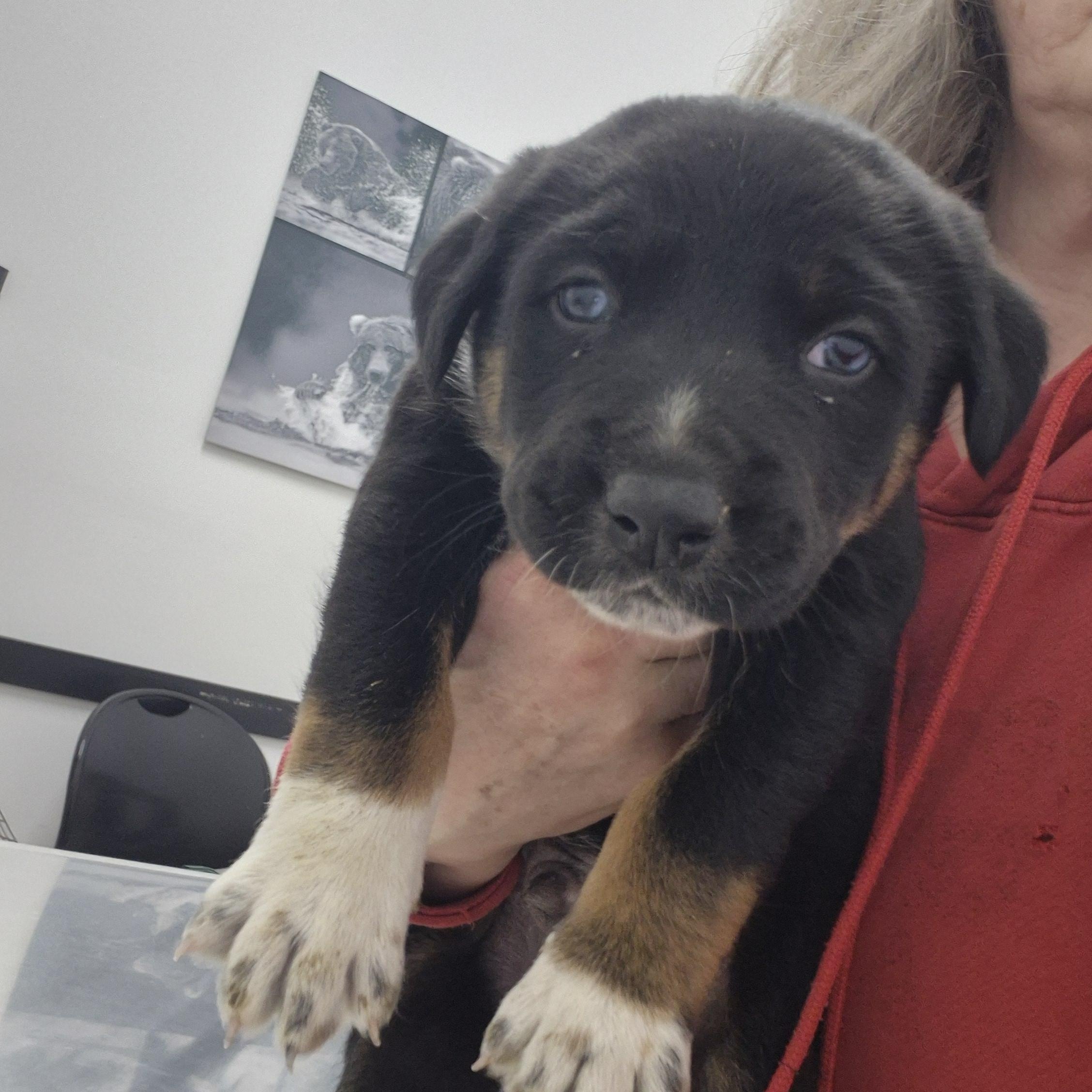 Tongo, adopted, Puppy Male German Shepherd Dog.