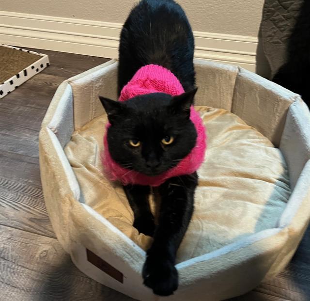 NOGGIN DUDE, Adoptable, Young Male Domestic Short Hair.