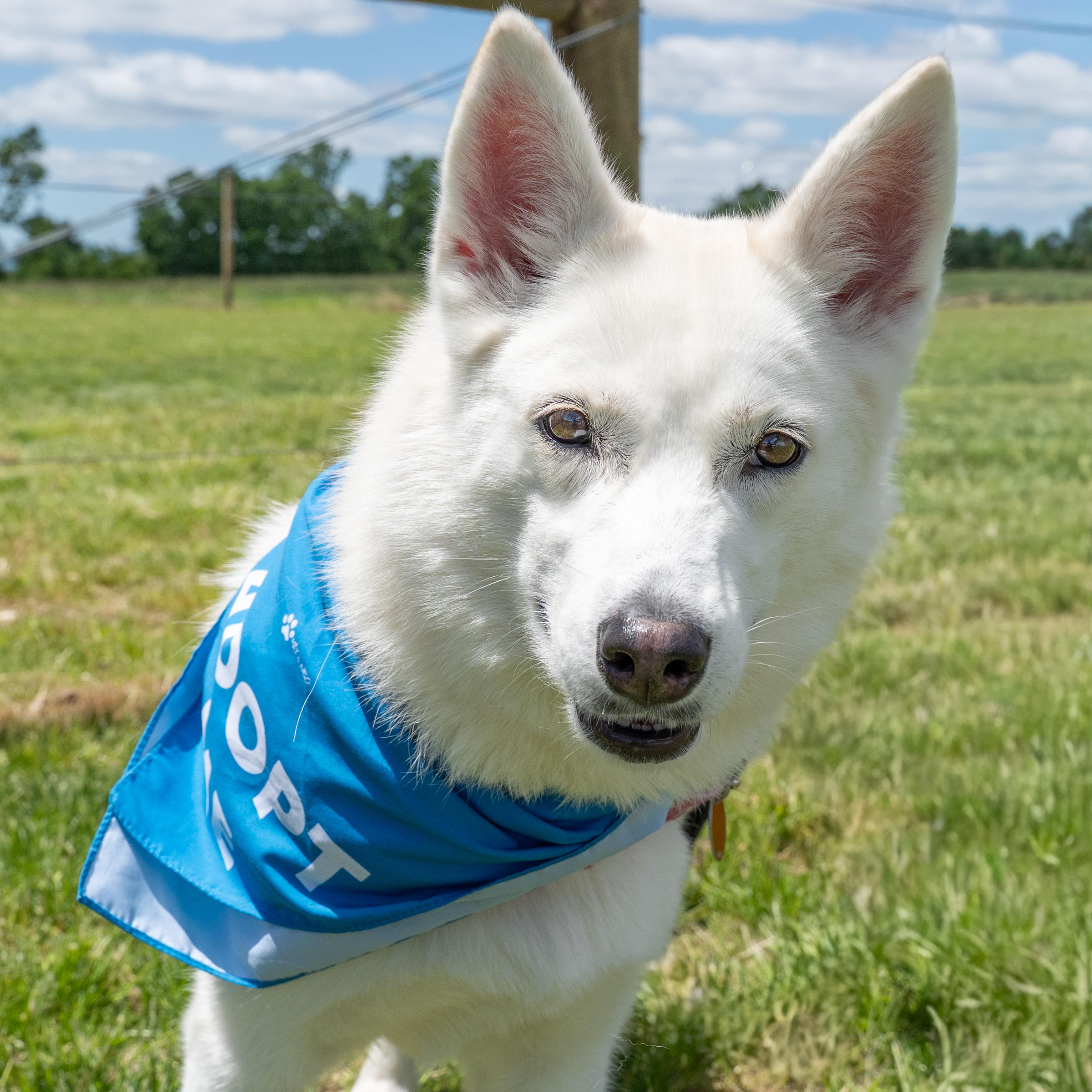 Vela, Adoptable, Adult Female Siberian Husky.