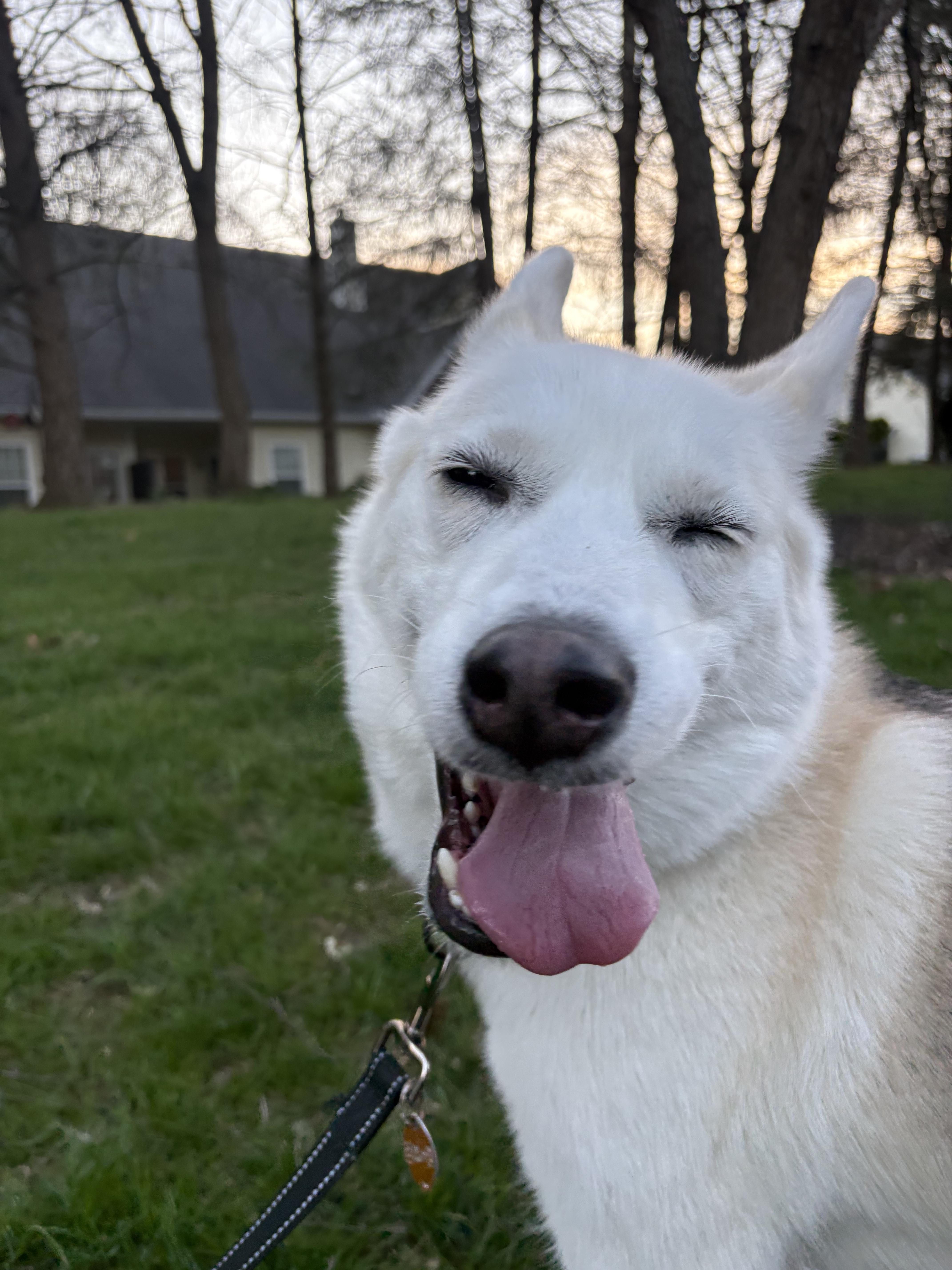 Enlarge Vela, a Adoptable Siberian Husky in Dillsburg, PA image 1/6
