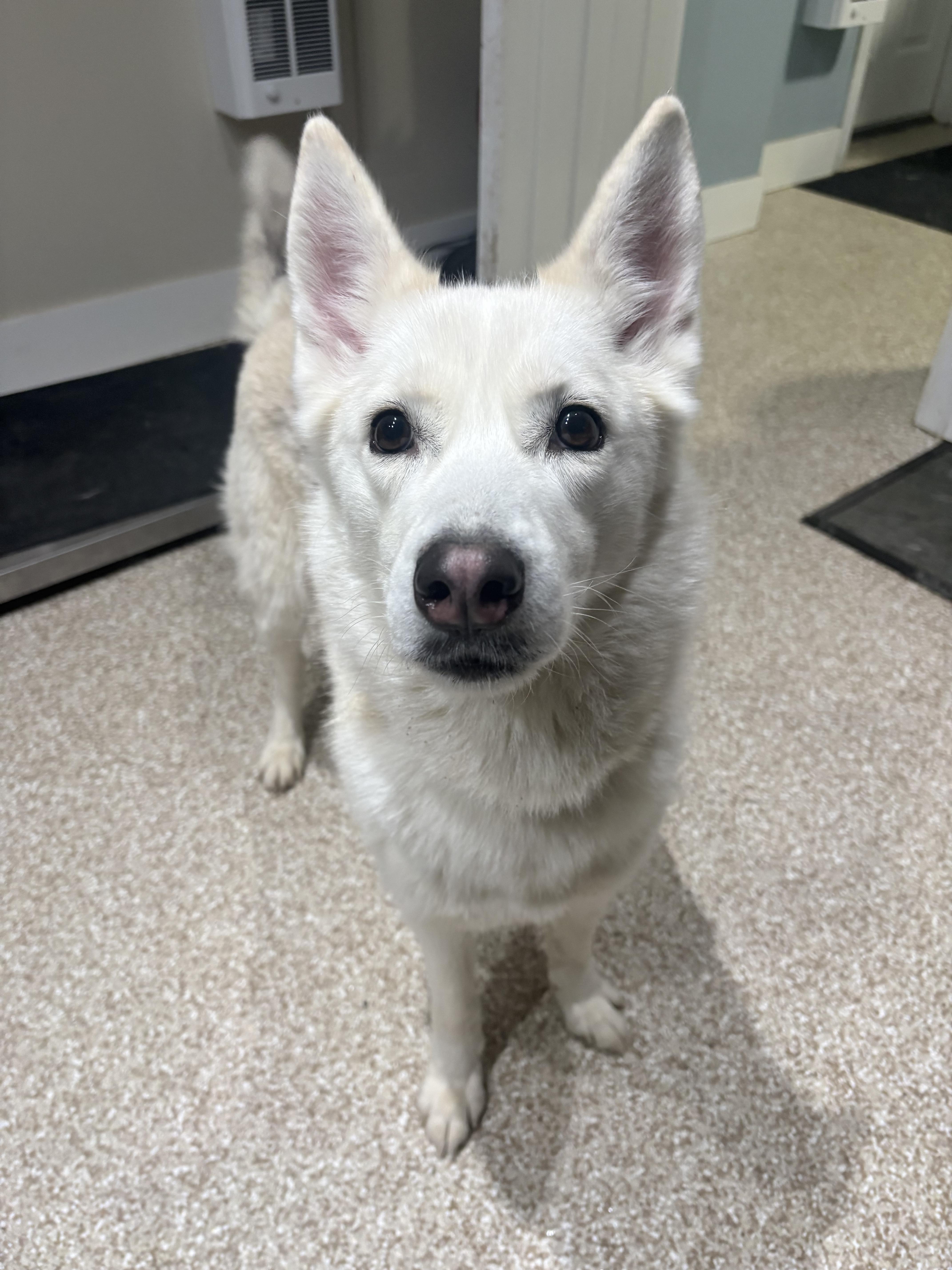 Enlarge Vela, a Adoptable Siberian Husky in Dillsburg, PA image 2/6