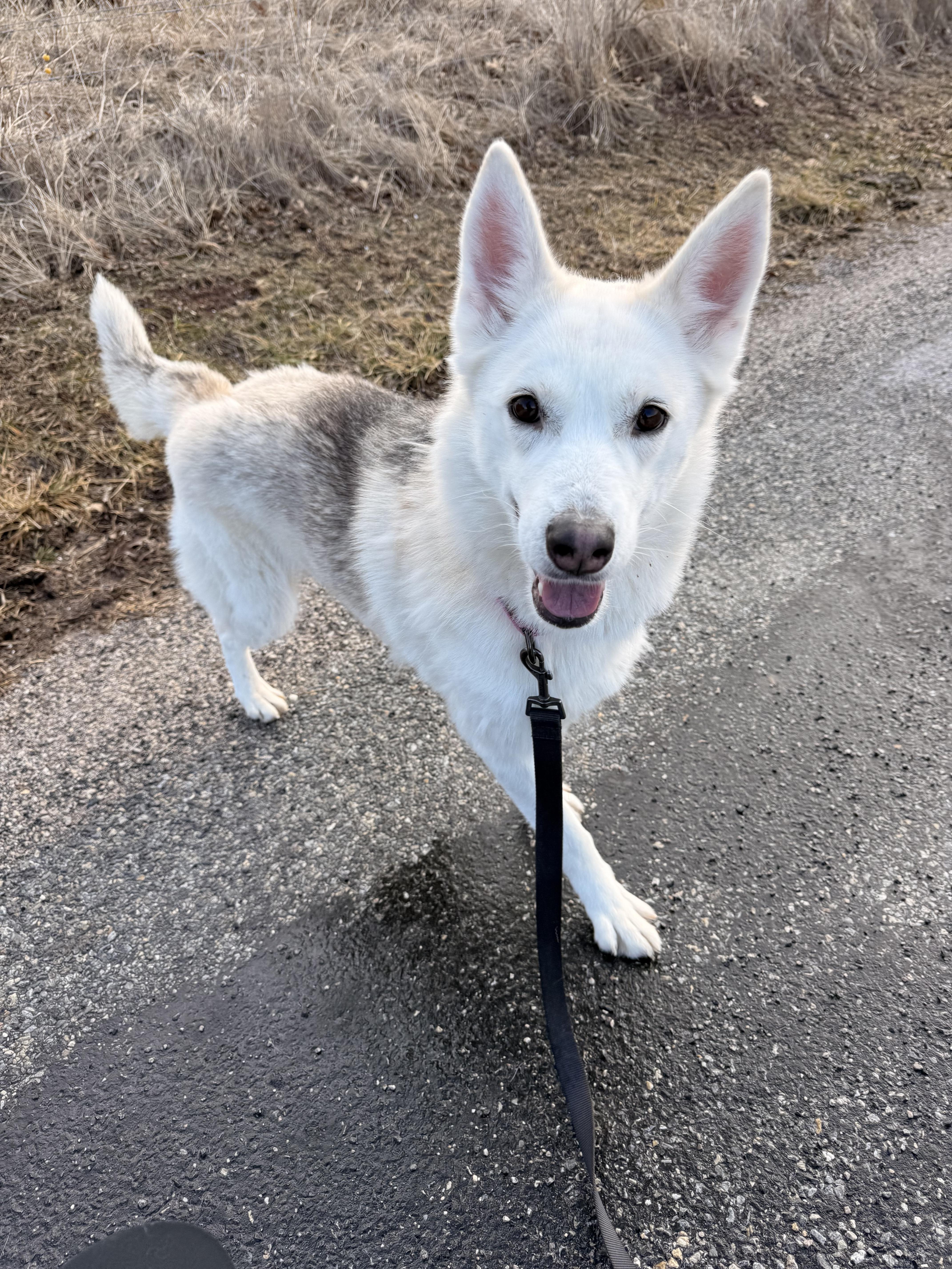Enlarge Vela, a Adoptable Siberian Husky in Dillsburg, PA image 4/6