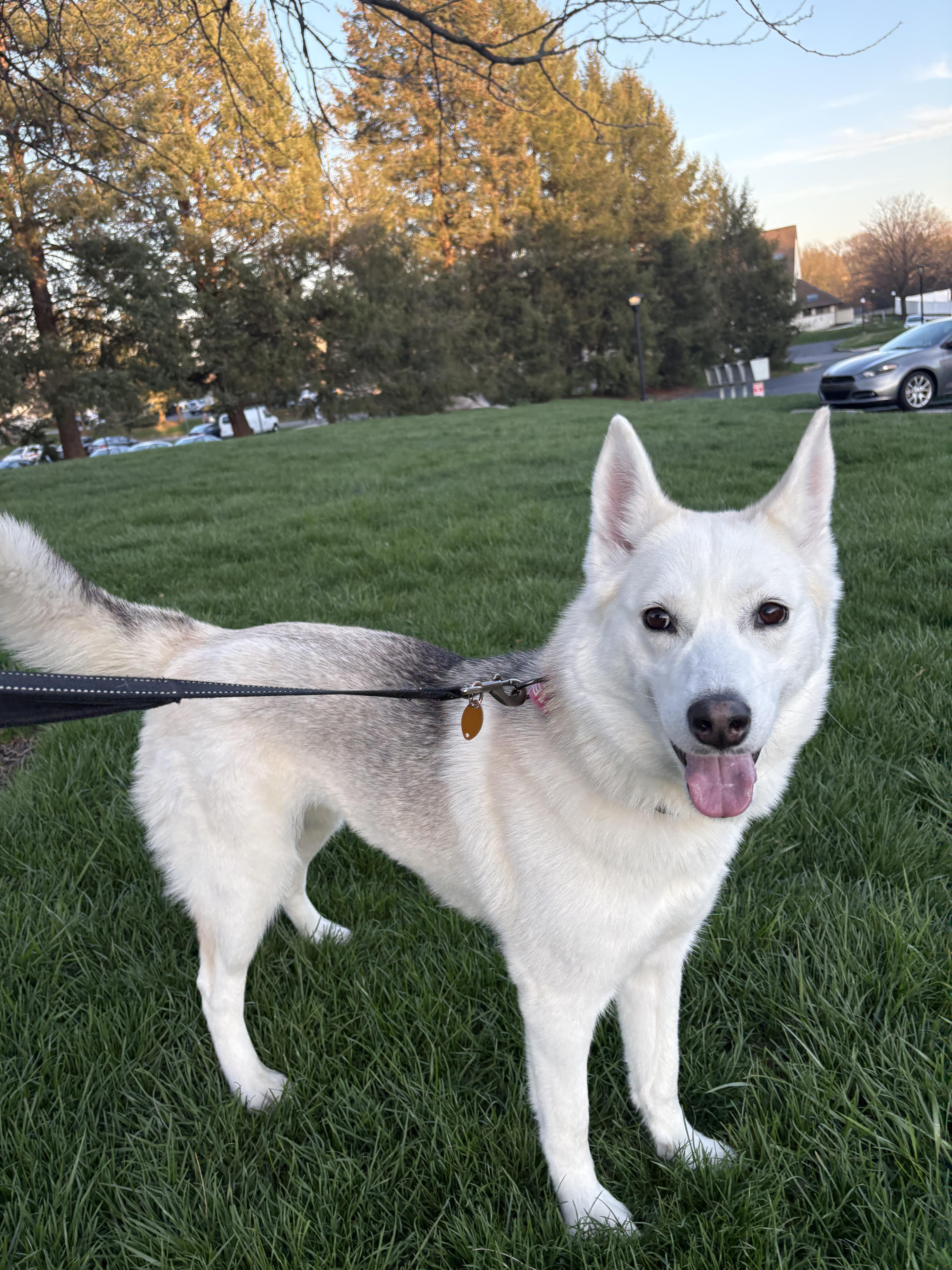 Enlarge Vela, a Adoptable Siberian Husky in Dillsburg, PA image 5/6