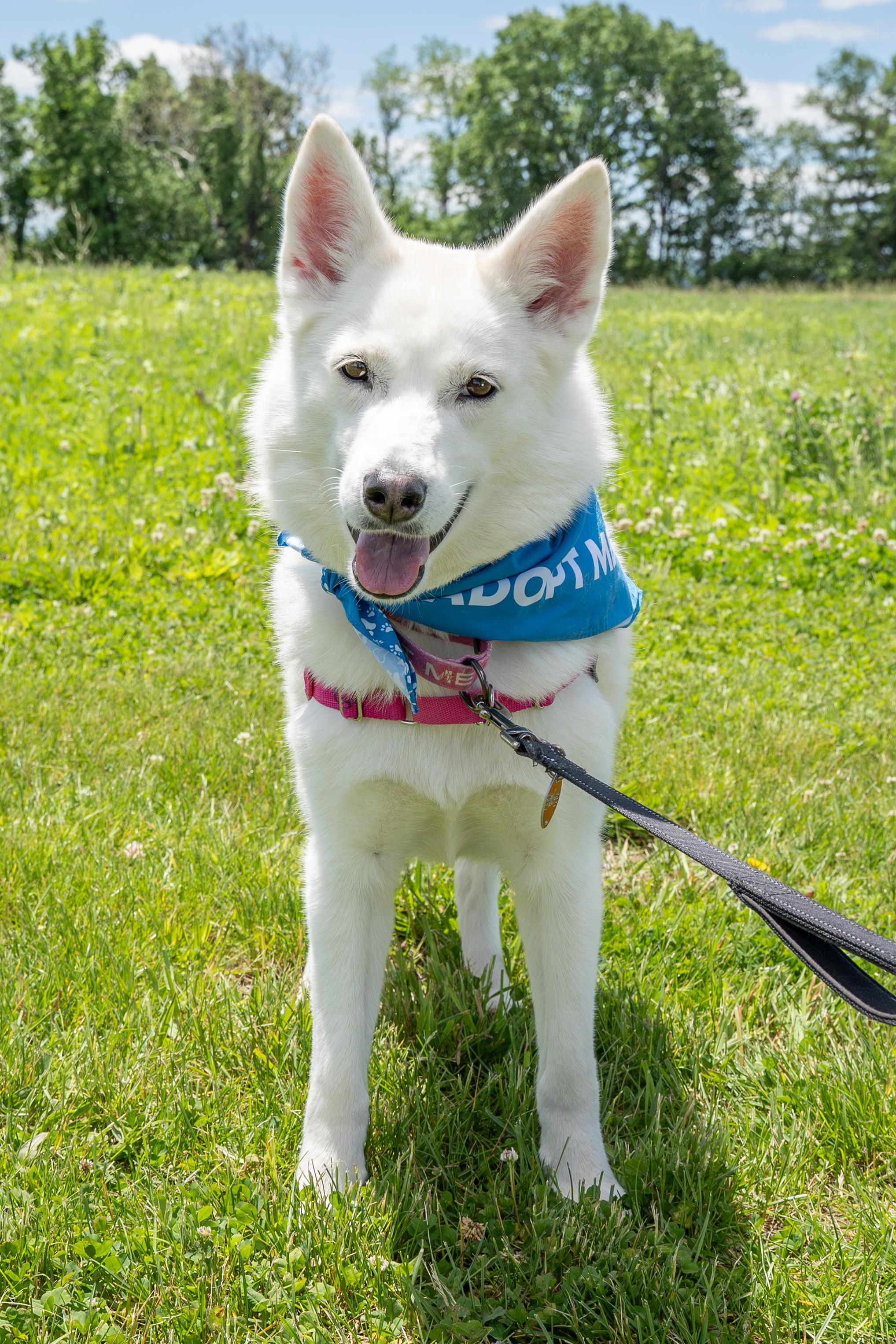 Vela, a Adoptable Siberian Husky in Dillsburg, PA image 6/6