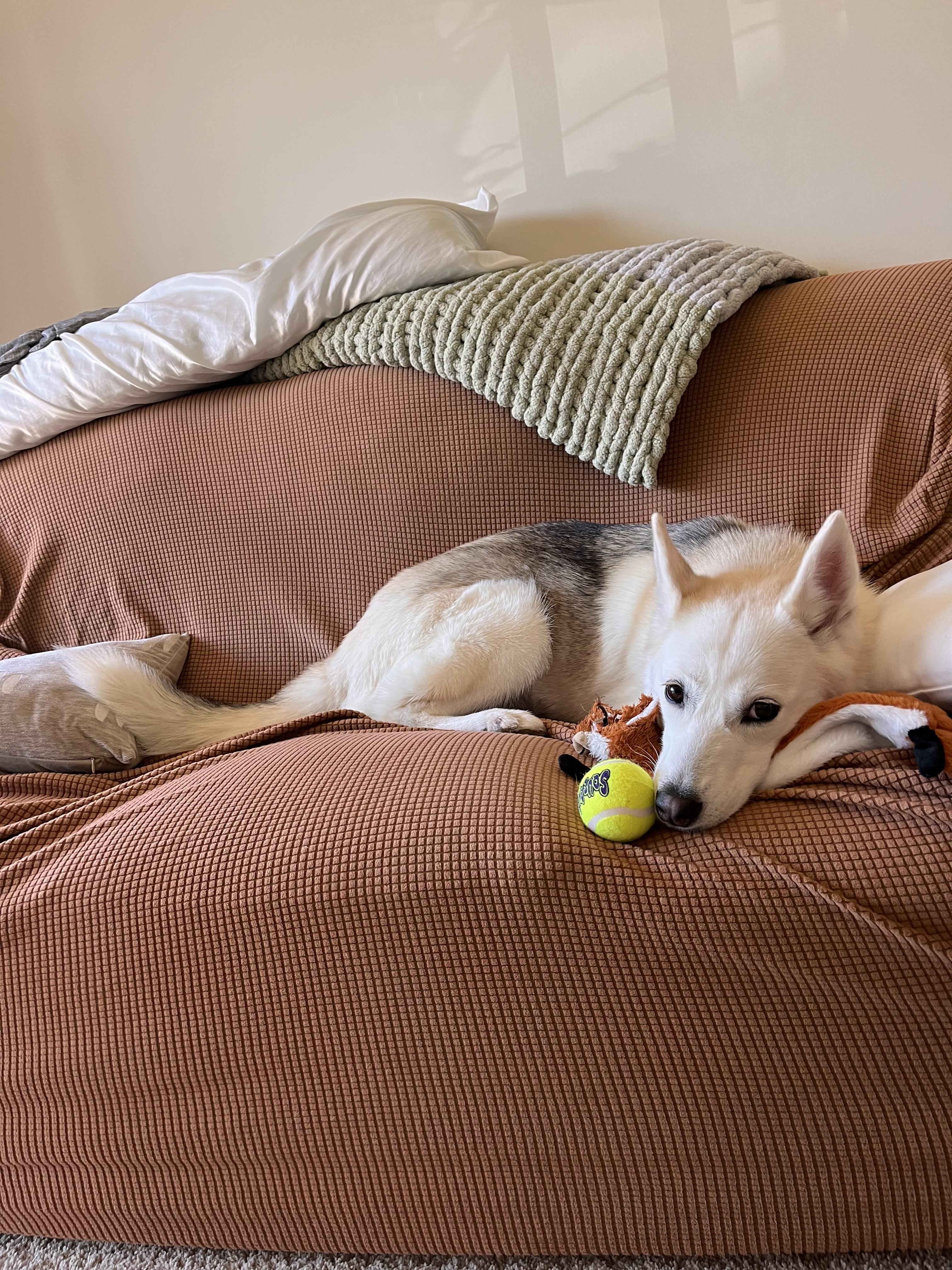 Enlarge Vela, a Adoptable Siberian Husky in Dillsburg, PA image 6/6