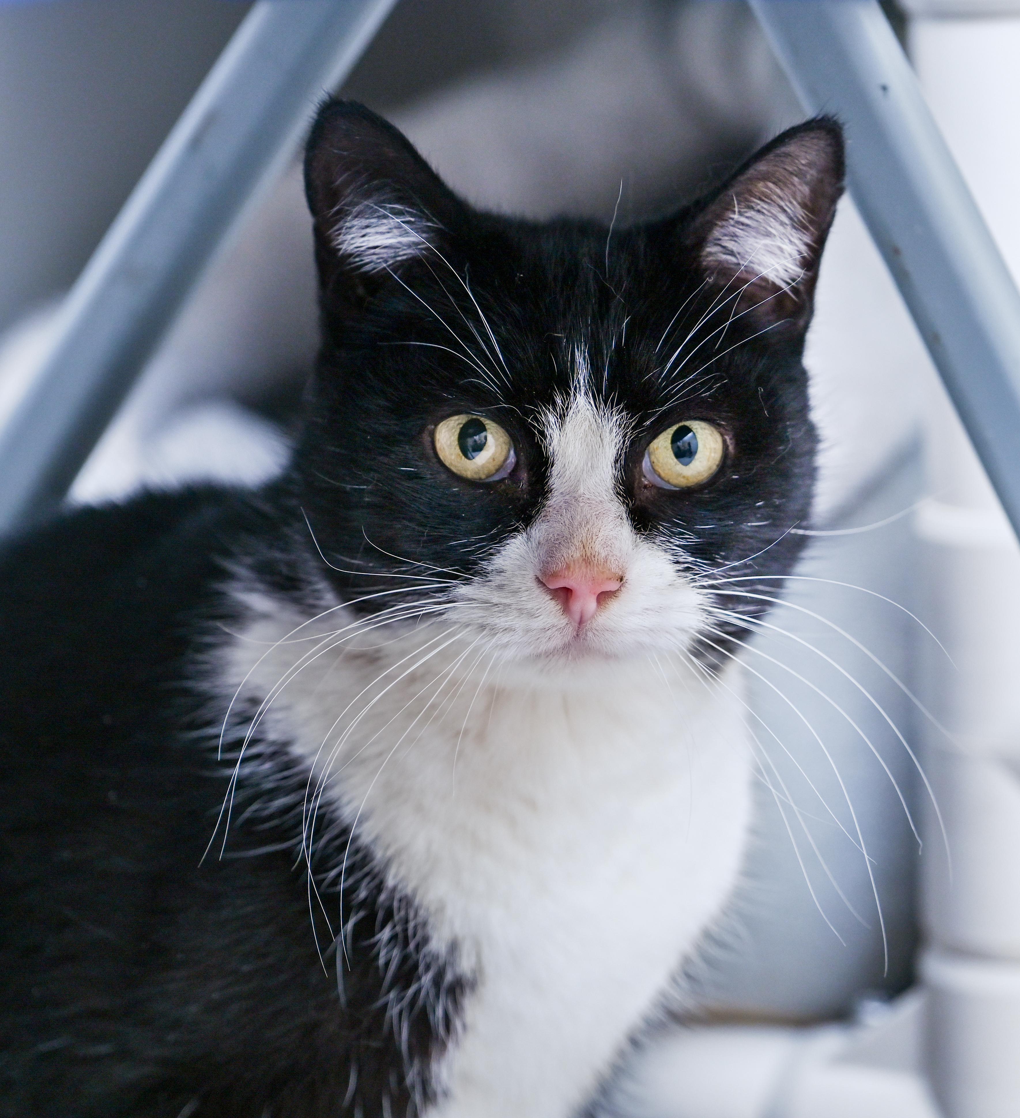 Mallomar, Adoptable, Young Male Tuxedo & Domestic Short Hair.