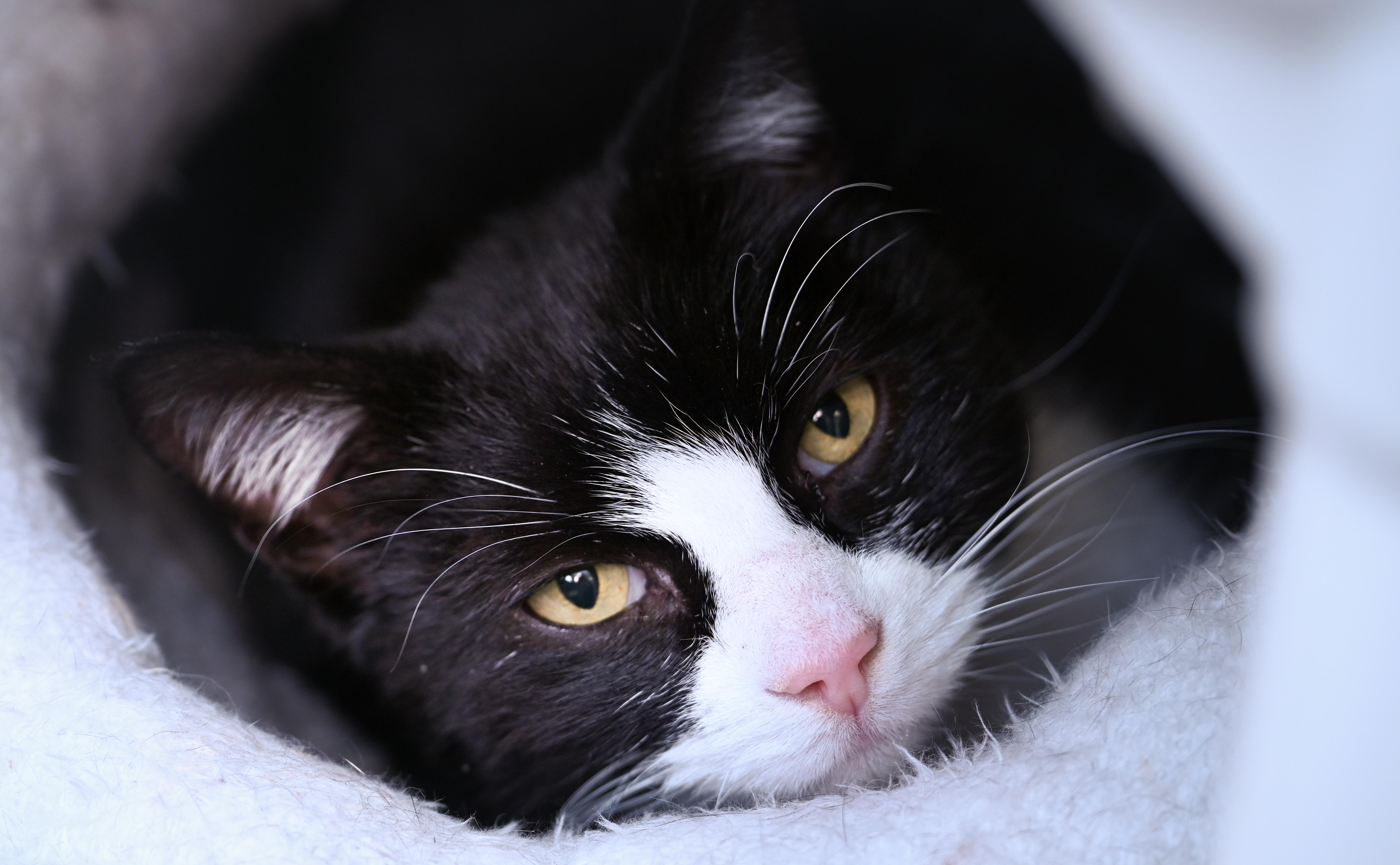 Enlarge Mallomar, a Adoptable mixed breed in Chattanooga, TN image 2/2