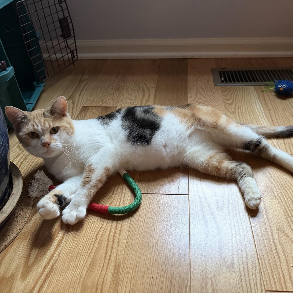 Siena, Adoptable, Adult Female Domestic Short Hair.