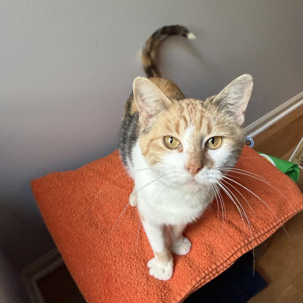 Enlarge Siena, a Adoptable Domestic Short Hair in Evanston, IL image 2/5