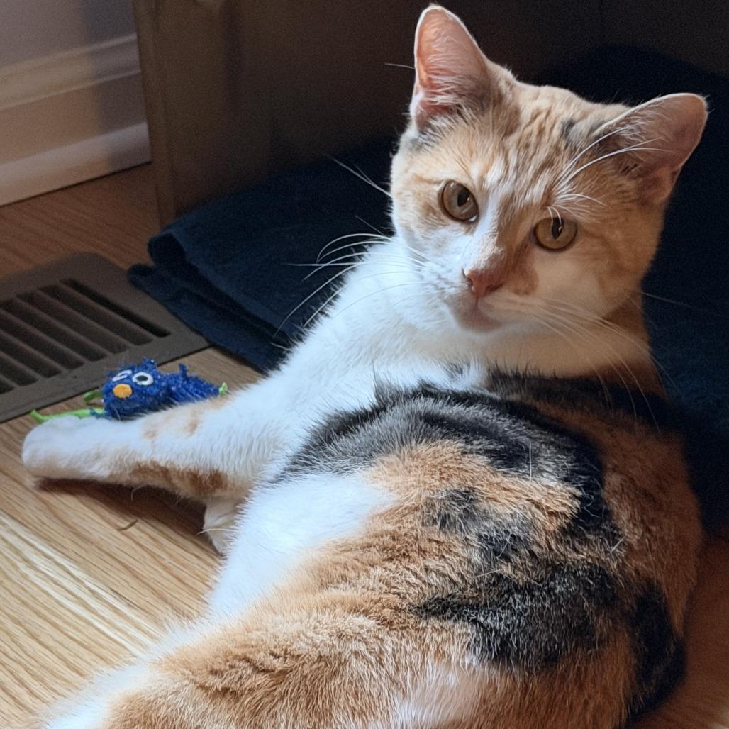 Enlarge Siena, a Adoptable Domestic Short Hair in Evanston, IL image 3/5