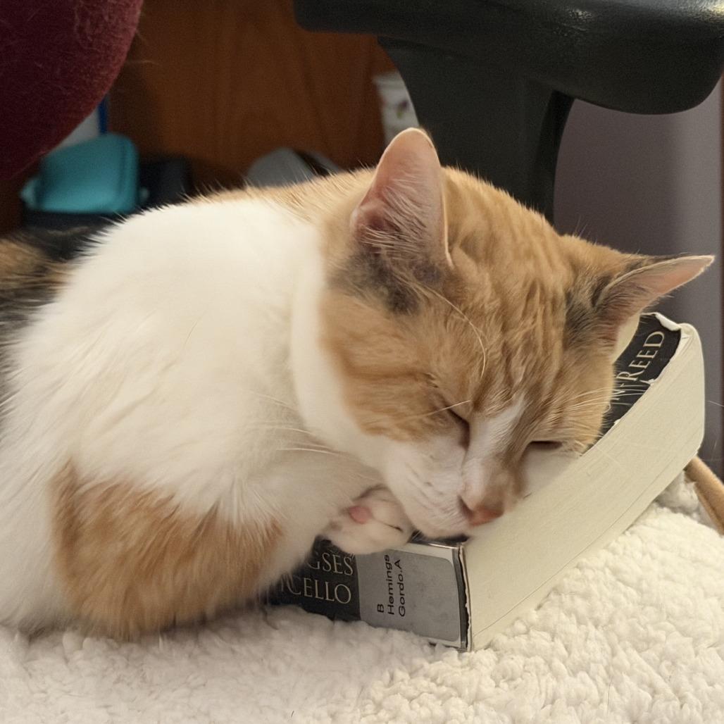 Enlarge Siena, a Adoptable Domestic Short Hair in Evanston, IL image 4/5