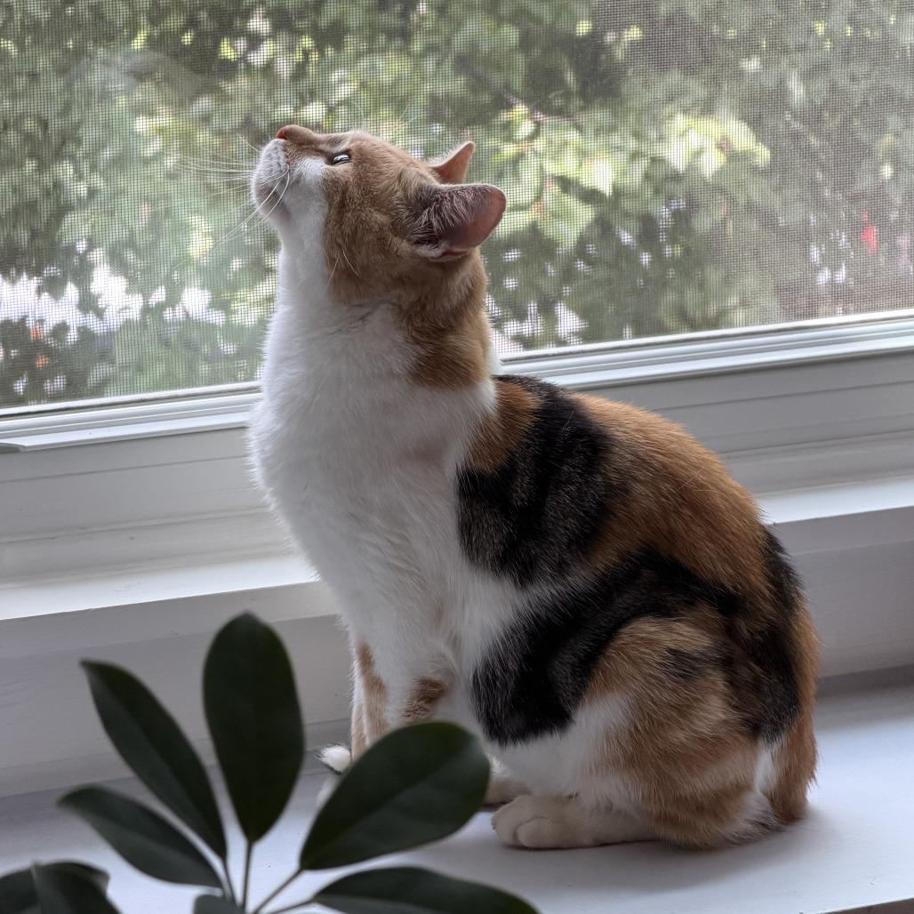 Enlarge Siena, a Adoptable Domestic Short Hair in Evanston, IL image 5/5