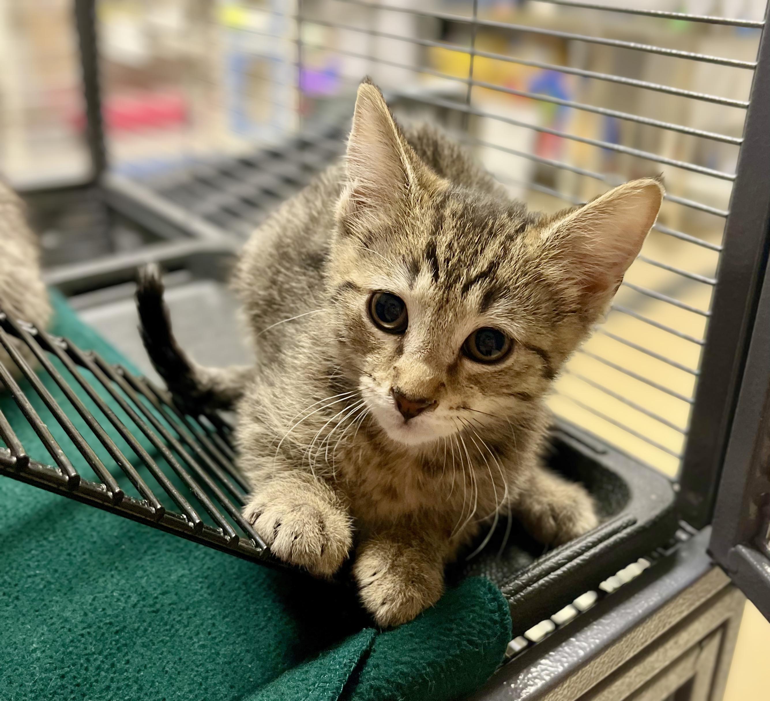 Enlarge Anni-Frid, an adoptable Domestic Short Hair in Wooster, OH image 1/1