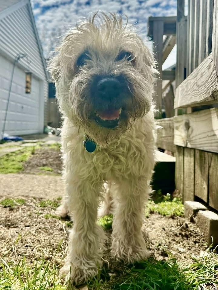 Enlarge Mickey, a Adoptable Wheaten Terrier in Grove City, OH image 1/4