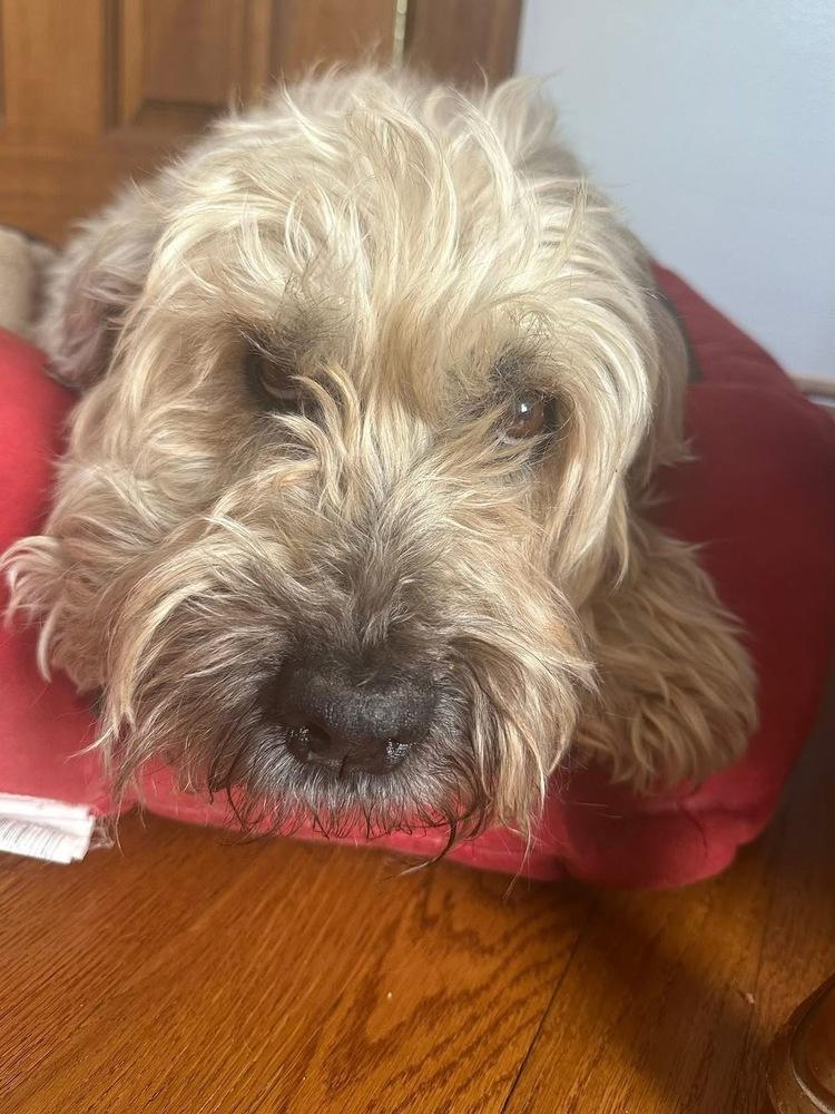 Enlarge Mickey, a Adoptable Wheaten Terrier in Grove City, OH image 2/4