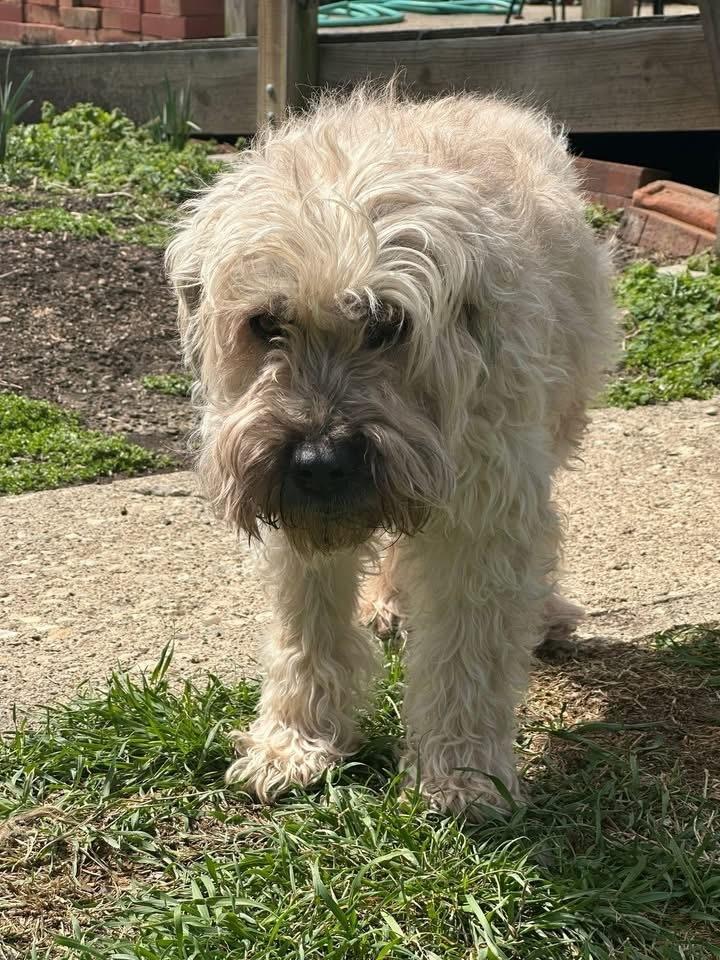 Enlarge Mickey, a Adoptable Wheaten Terrier in Grove City, OH image 3/4