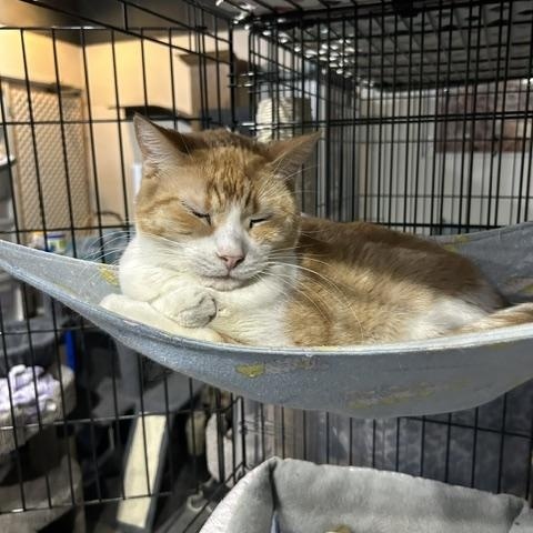 Tony, a Adoptable Domestic Short Hair in Devils Lake, ND image 2/6
