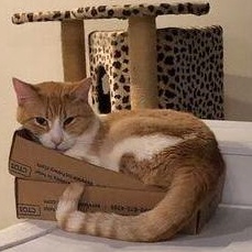 Tony, a Adoptable Domestic Short Hair in Devils Lake, ND image 6/7