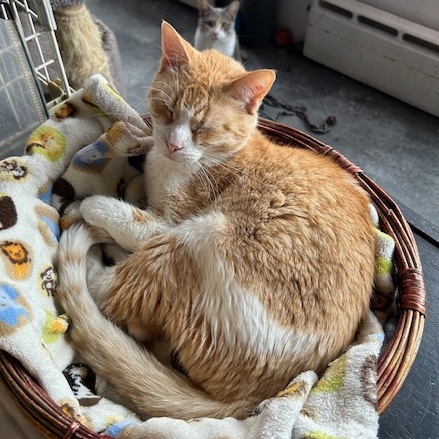 Tony, a Adoptable Domestic Short Hair in Devils Lake, ND image 1/7