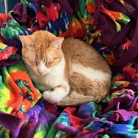 Enlarge Tony, a Adoptable Domestic Short Hair in Devils Lake, ND image 2/5