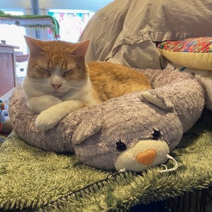 Enlarge Tony, a Adoptable Domestic Short Hair in Devils Lake, ND image 7/7