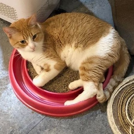 Tony, a Adoptable Domestic Short Hair in Devils Lake, ND image 5/7