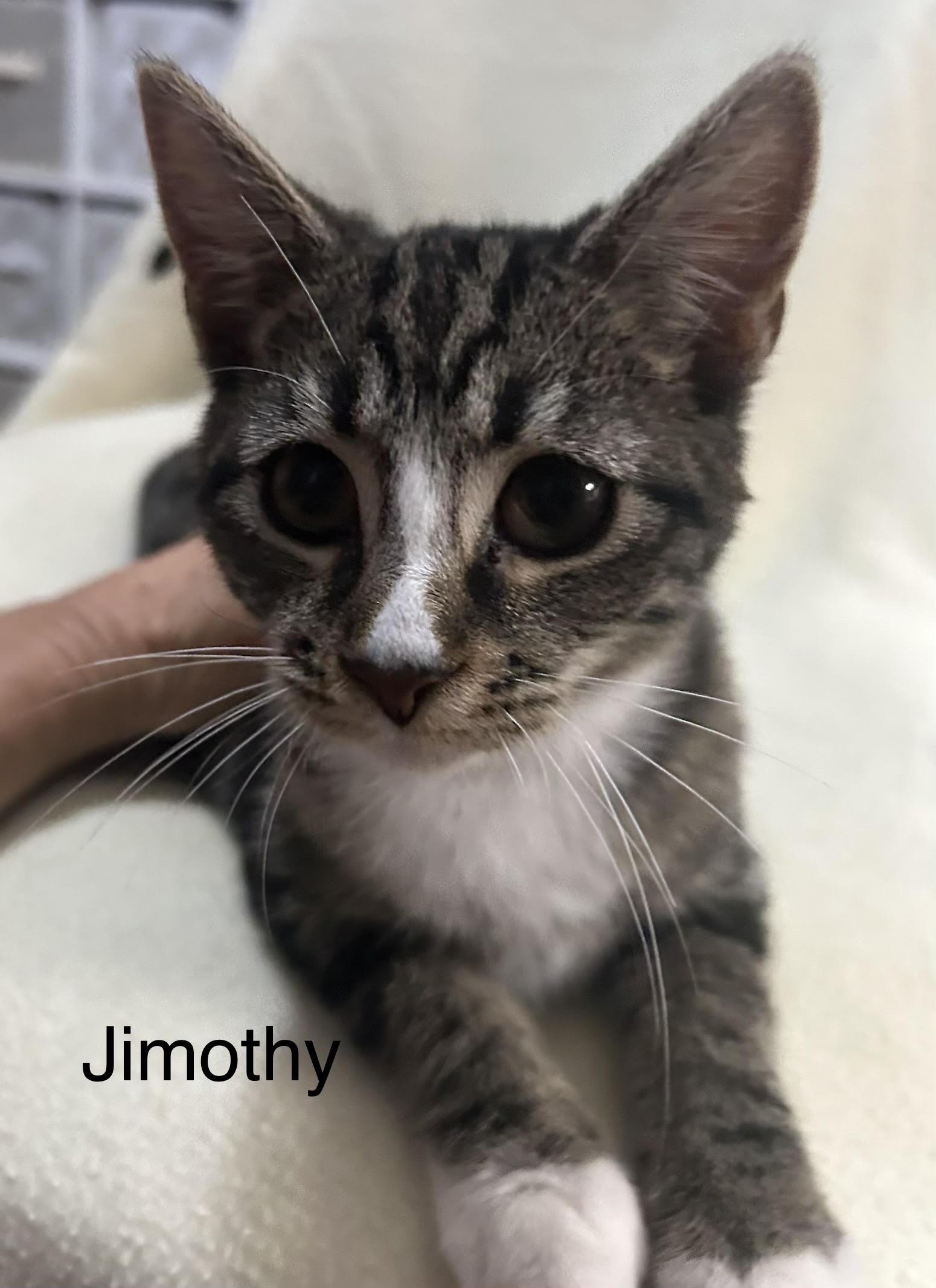 Jimothy, Adopted, Kitten Male Domestic Short Hair.
