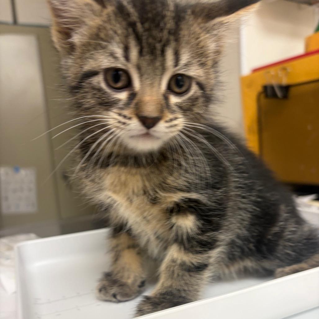 Kady, Adoptable, Kitten Female Domestic Short Hair.