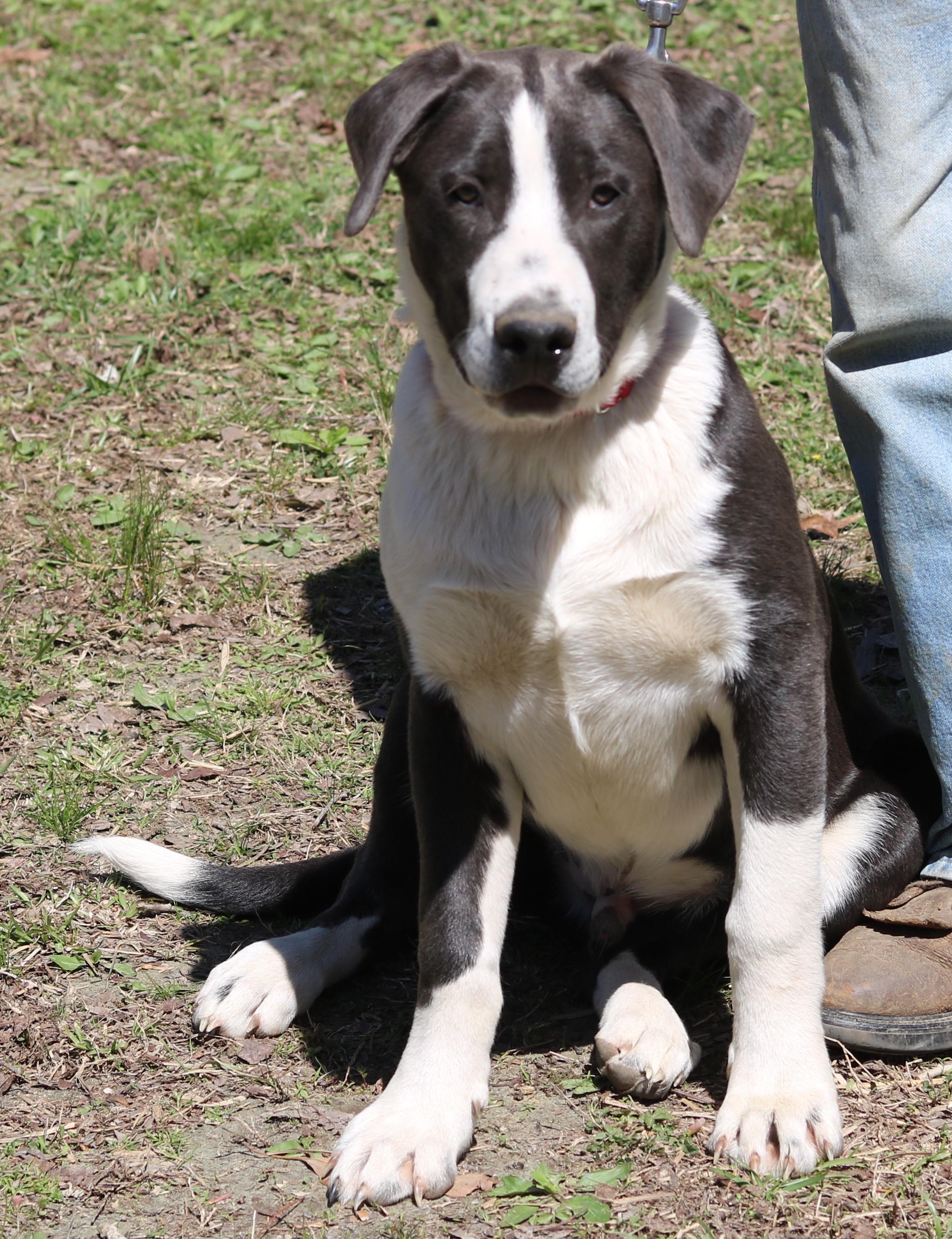 Enlarge Roy, a ADOPTABLE mixed breed in Cedartown, GA image 4/4