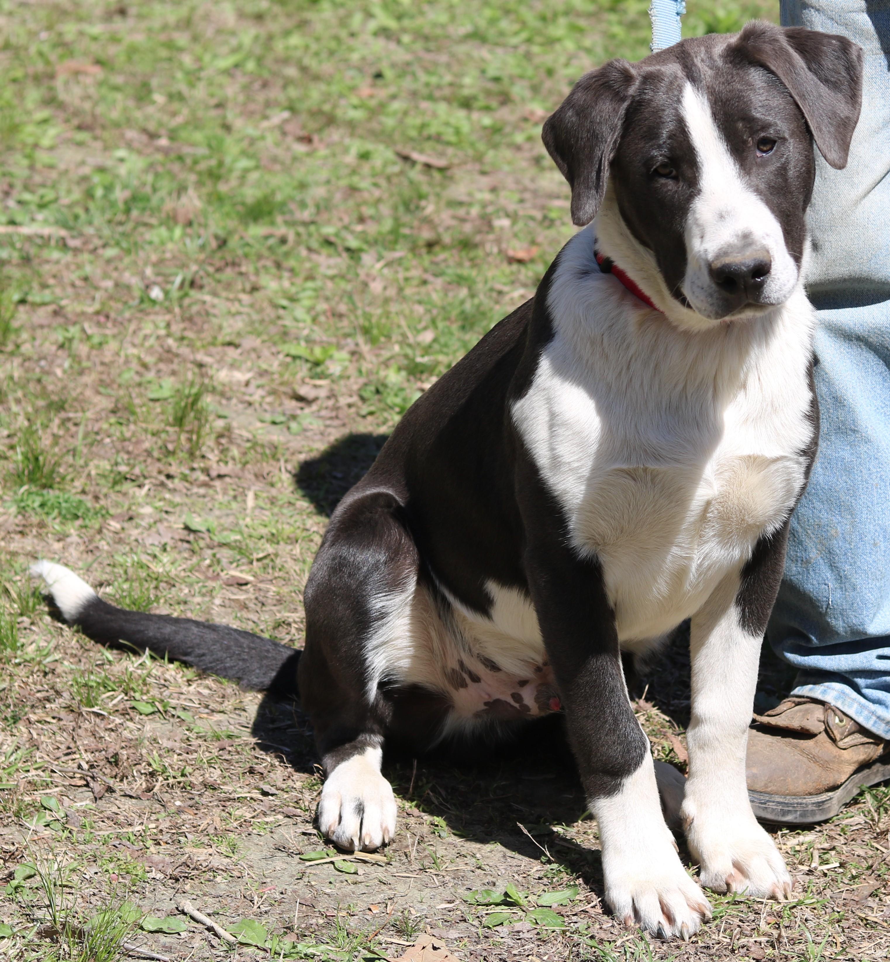 Enlarge Roy, a ADOPTABLE mixed breed in Cedartown, GA image 2/4