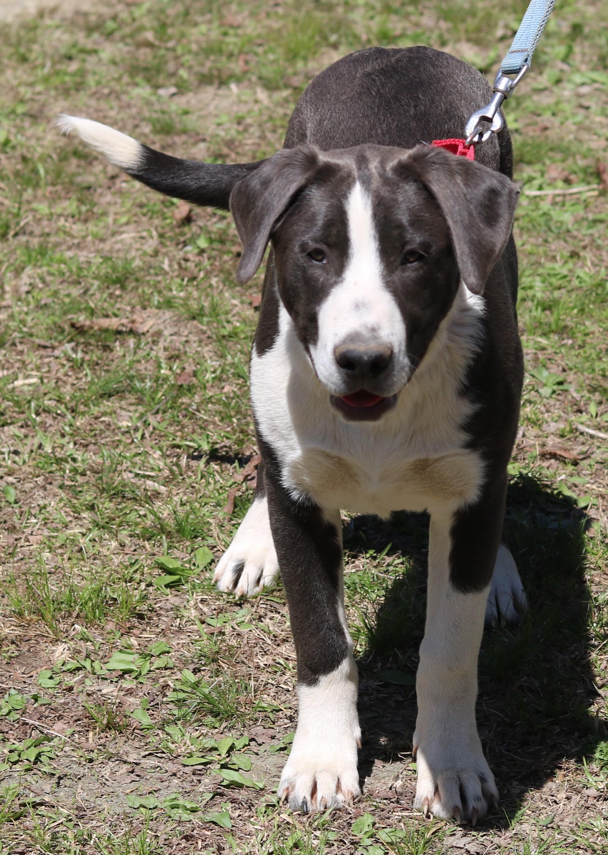 Enlarge Roy, a ADOPTABLE mixed breed in Cedartown, GA image 3/4