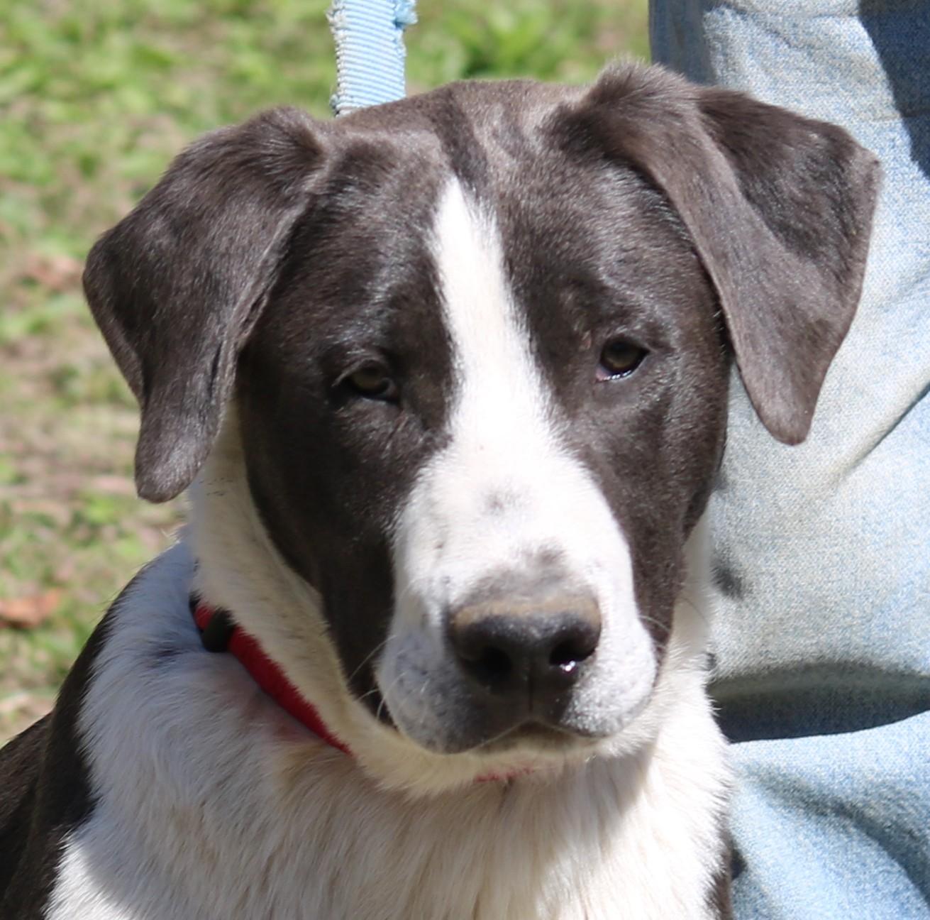 Enlarge Roy, a ADOPTABLE mixed breed in Cedartown, GA image 1/4