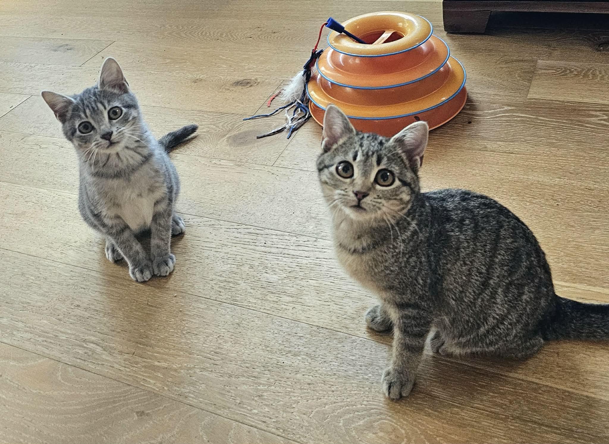 Enlarge Ozzy, a ADOPTABLE Domestic Medium Hair in McDonough, GA image 1/5