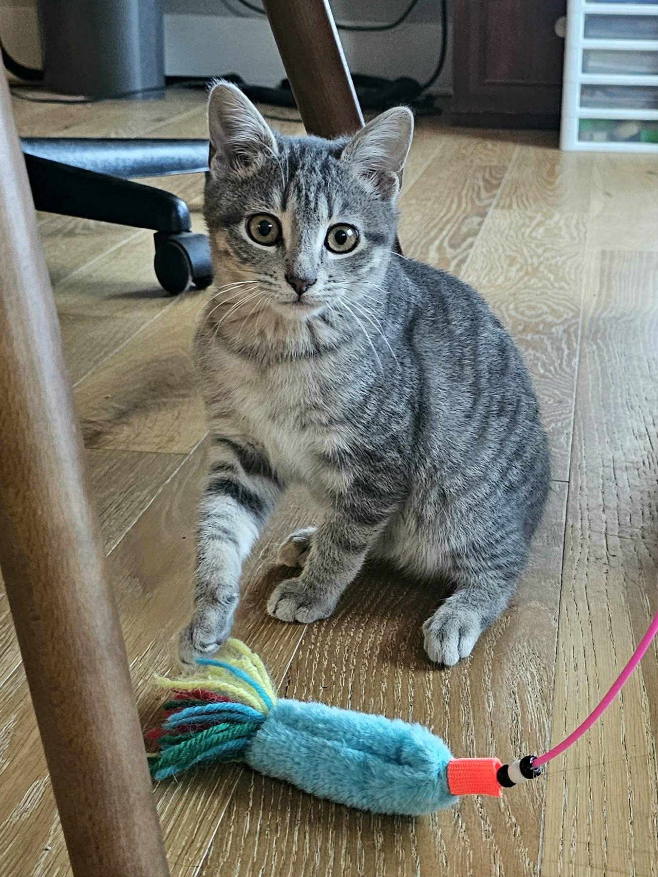 Enlarge Ozzy, a ADOPTABLE Domestic Medium Hair in McDonough, GA image 2/5