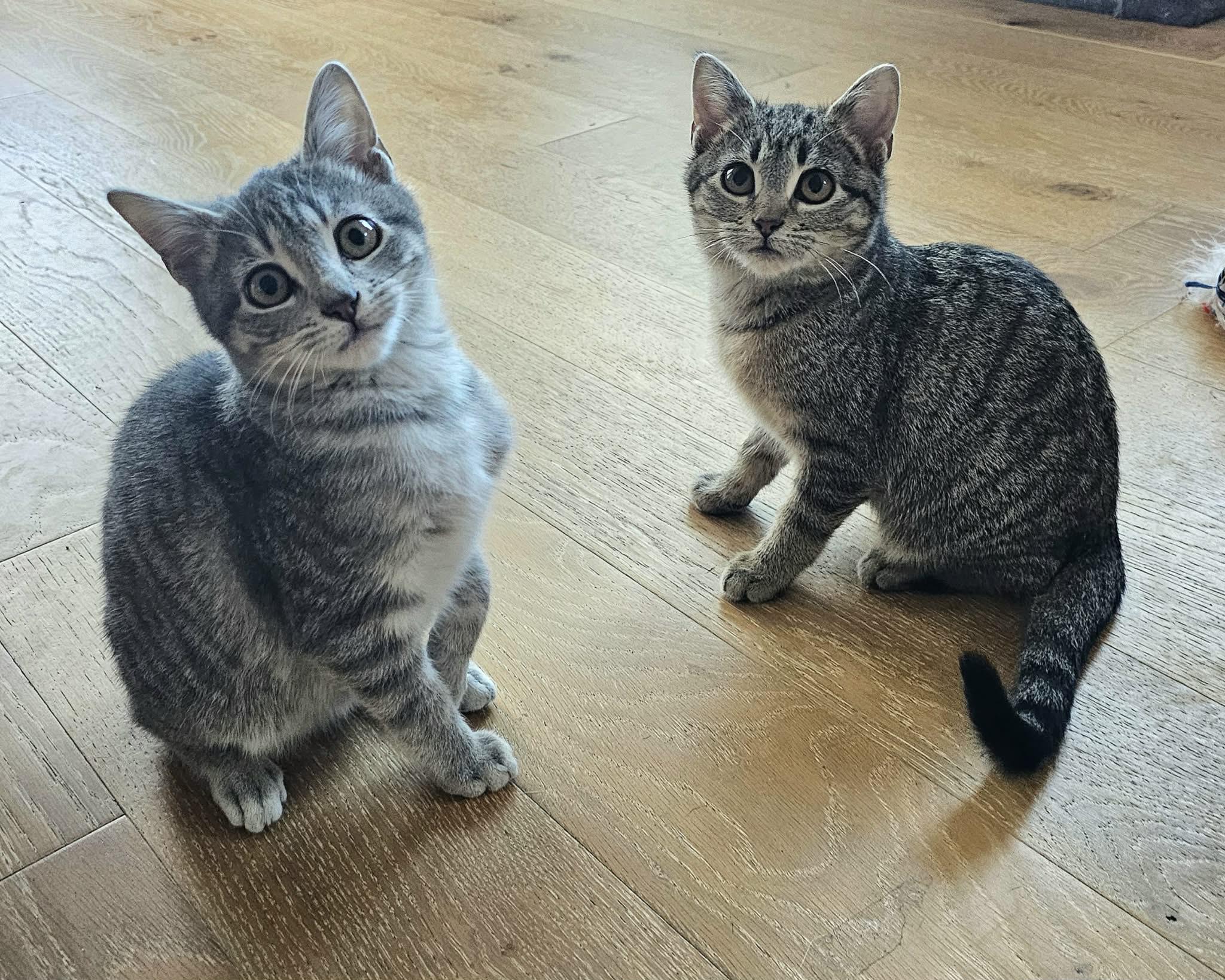 Enlarge Ozzy, a ADOPTABLE Domestic Medium Hair in McDonough, GA image 3/5