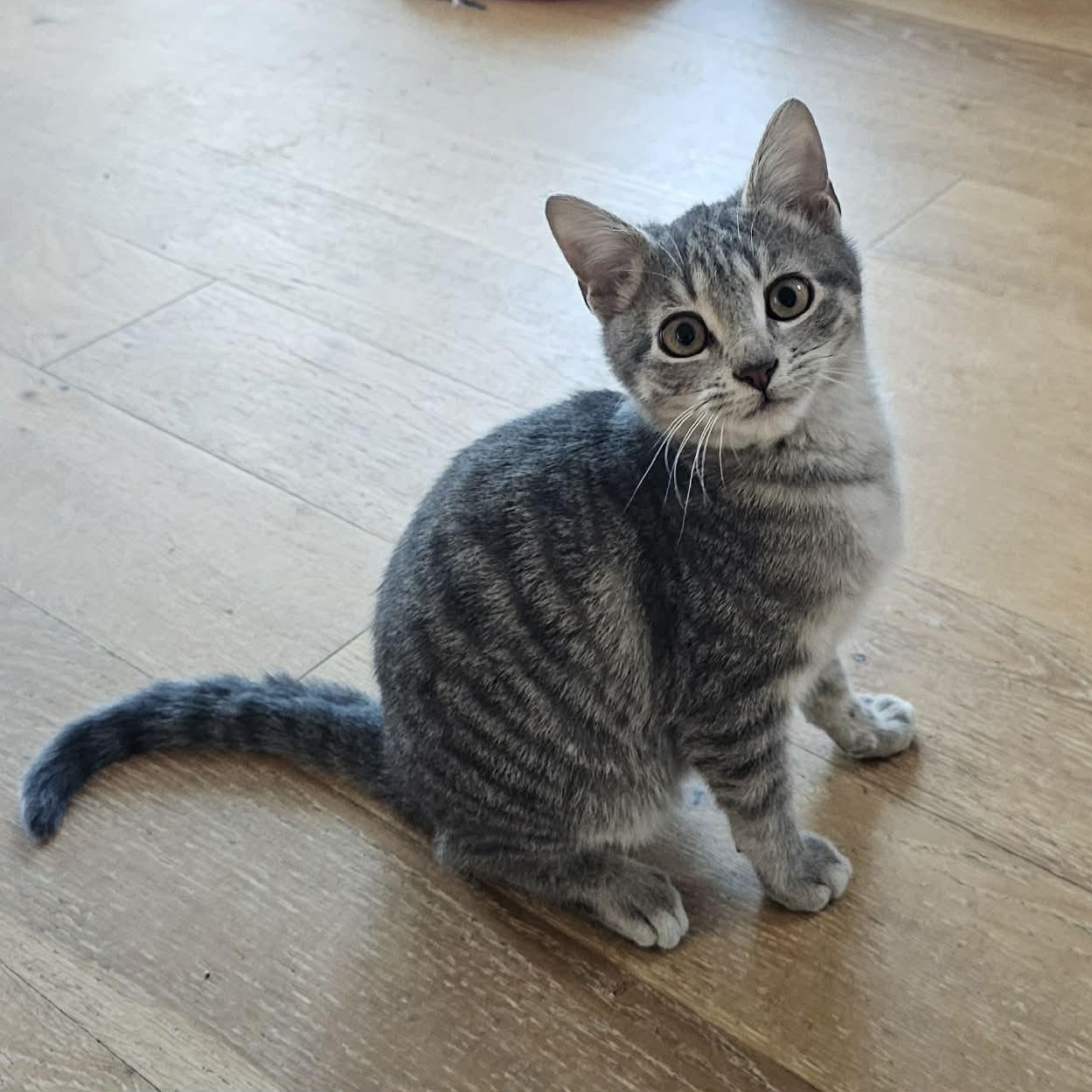 Ozzy, ADOPTABLE, Kitten Male Domestic Medium Hair.