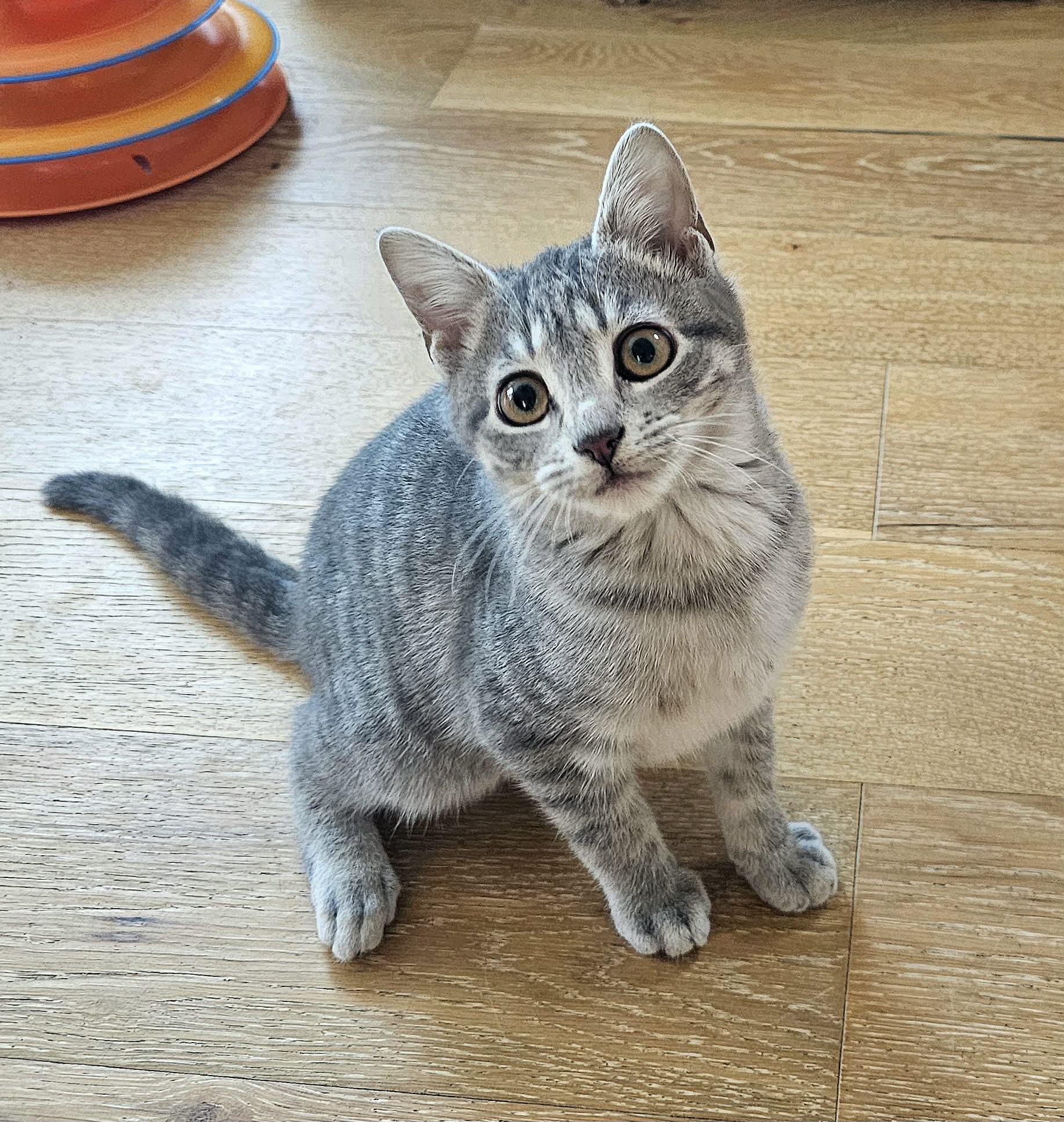 Enlarge Ozzy, a ADOPTABLE Domestic Medium Hair in McDonough, GA image 5/5